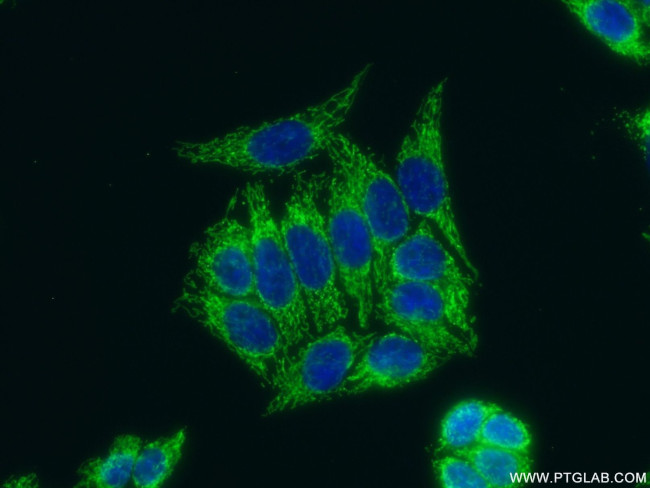 ATPIF1 Antibody in Immunocytochemistry (ICC/IF)