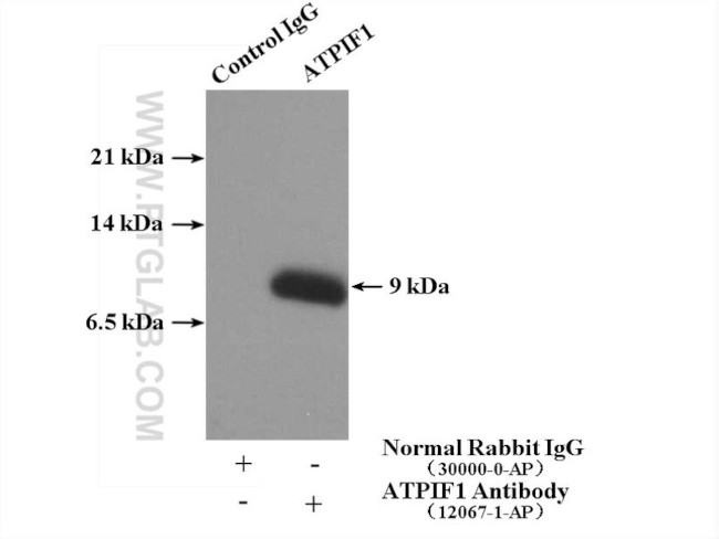 ATPIF1 Antibody in Immunoprecipitation (IP)