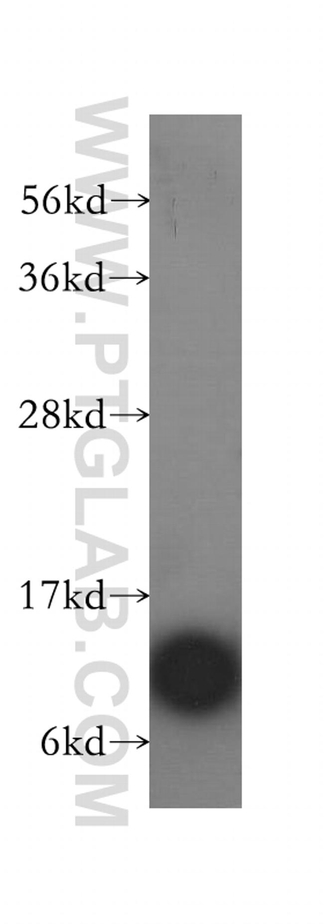 ATPIF1 Antibody in Western Blot (WB)