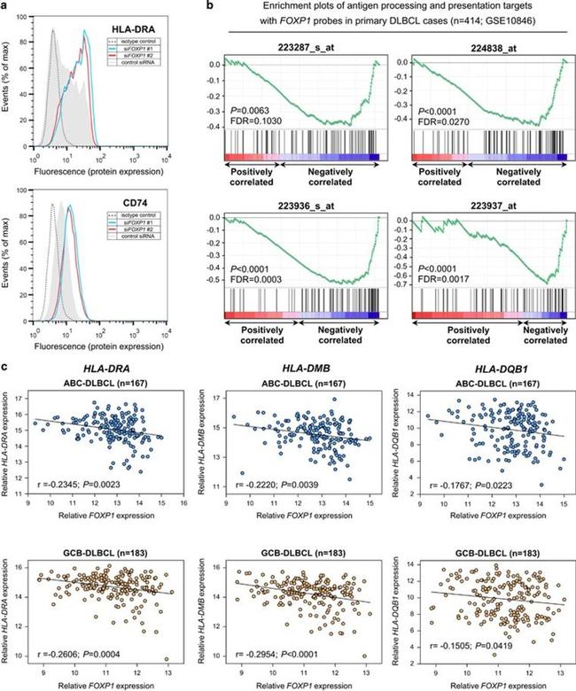 CD74 Antibody in Flow Cytometry (Flow)