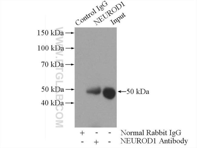 NEUROD1 Antibody in Immunoprecipitation (IP)