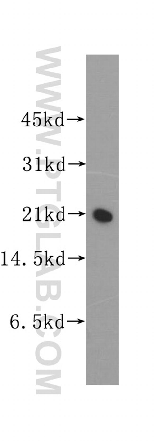 REEP6 Antibody in Western Blot (WB)