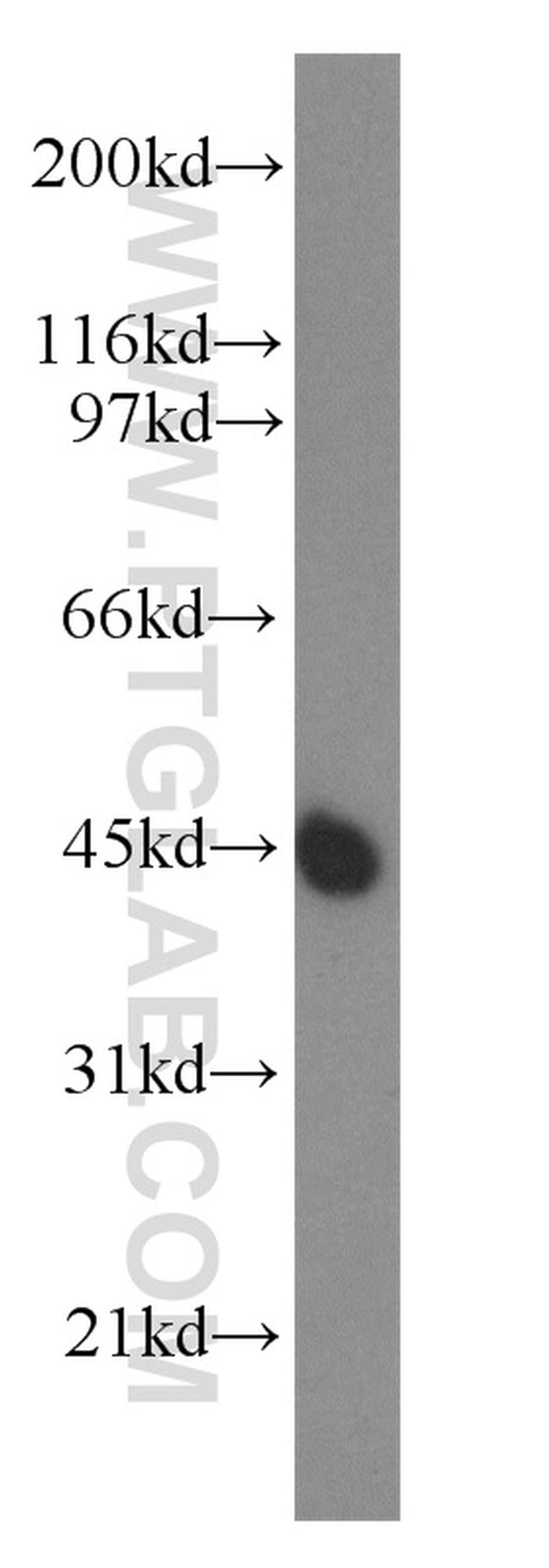 UBA5 Antibody in Western Blot (WB)