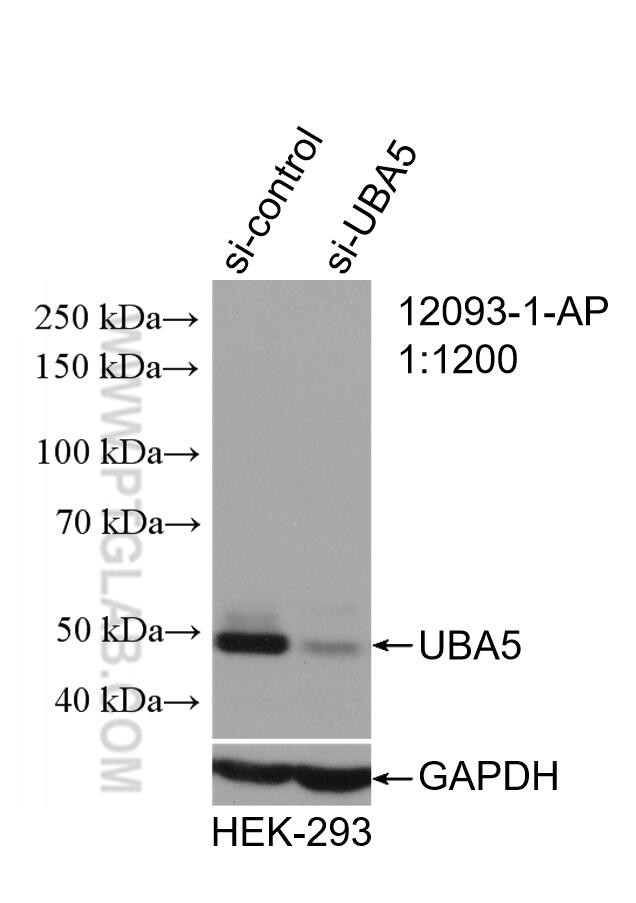 UBA5 Antibody in Western Blot (WB)