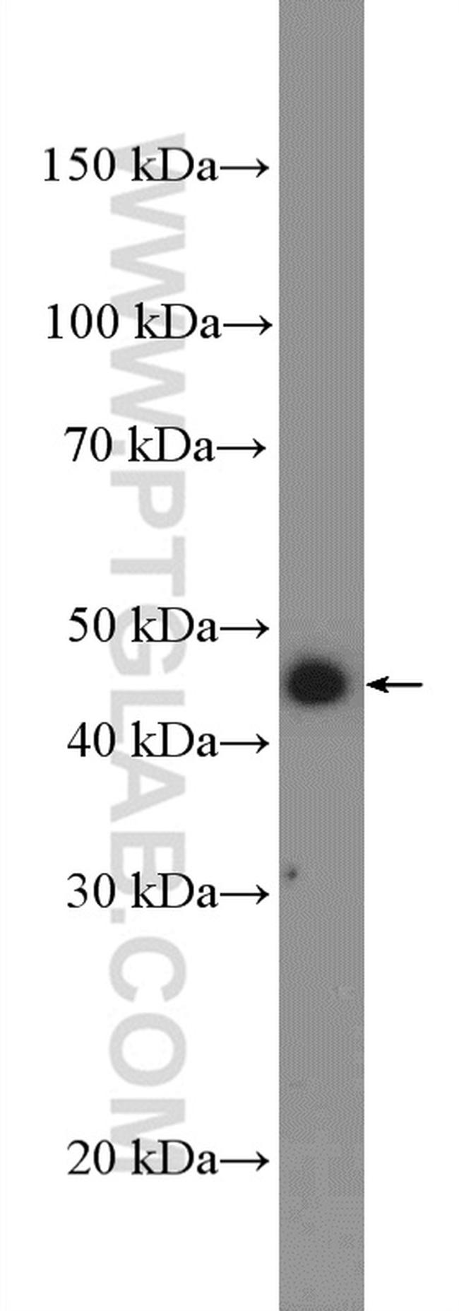 UBA5 Antibody in Western Blot (WB)