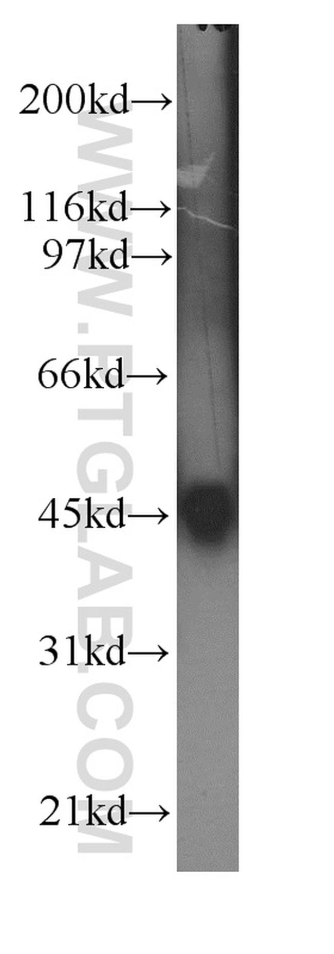 UBA5 Antibody in Western Blot (WB)