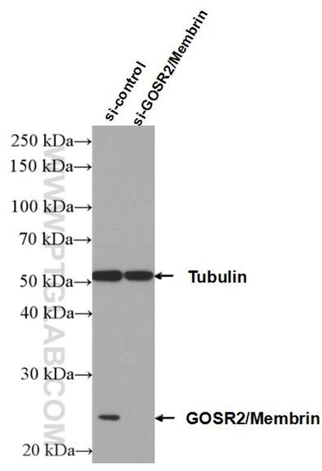 GOSR2/Membrin Antibody in Western Blot (WB)