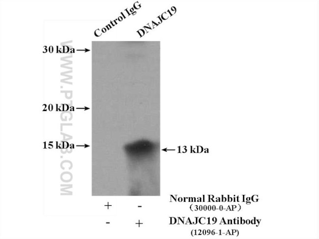 DNAJC19 Antibody in Immunoprecipitation (IP)
