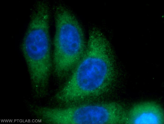 PBXIP1 Antibody in Immunocytochemistry (ICC/IF)