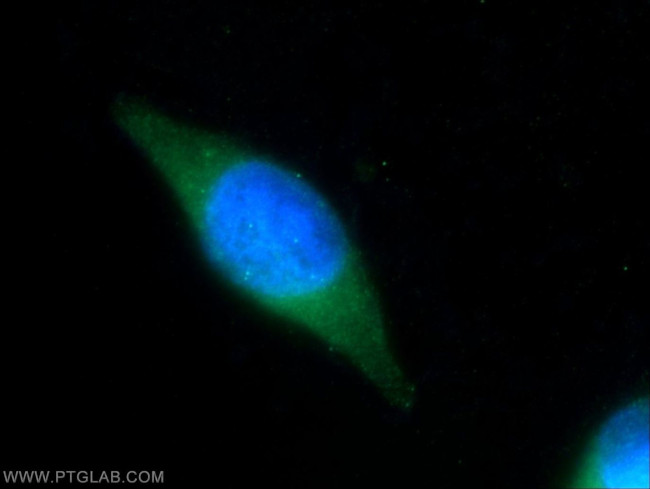 PBXIP1 Antibody in Immunocytochemistry (ICC/IF)