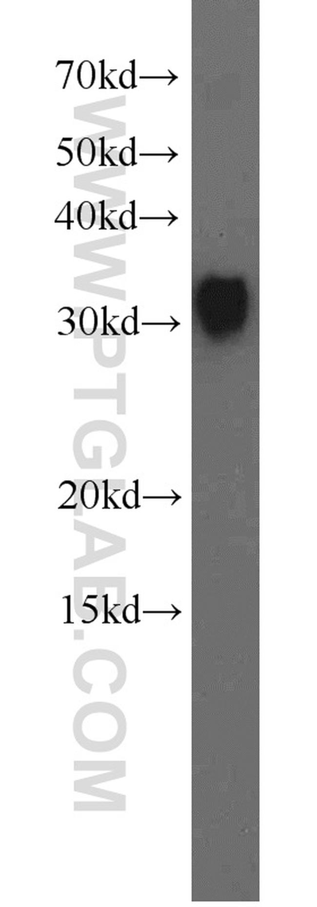 SPIN1 Antibody in Western Blot (WB)