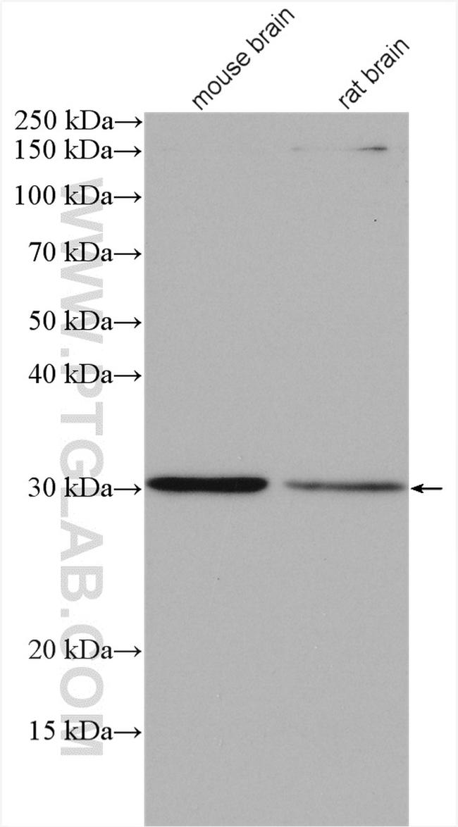 SPIN1 Antibody in Western Blot (WB)