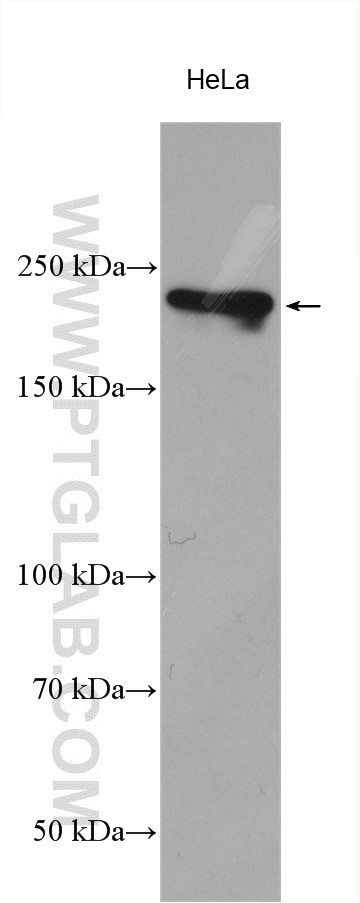 BCOR Antibody in Western Blot (WB)