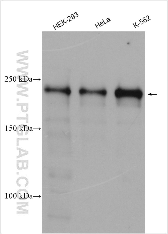 BCOR Antibody in Western Blot (WB)