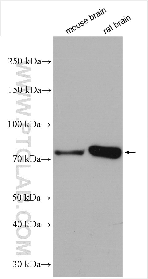 PADI2 Antibody in Western Blot (WB)