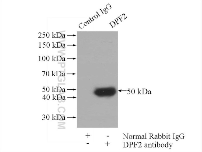 DPF2 Antibody in Immunoprecipitation (IP)