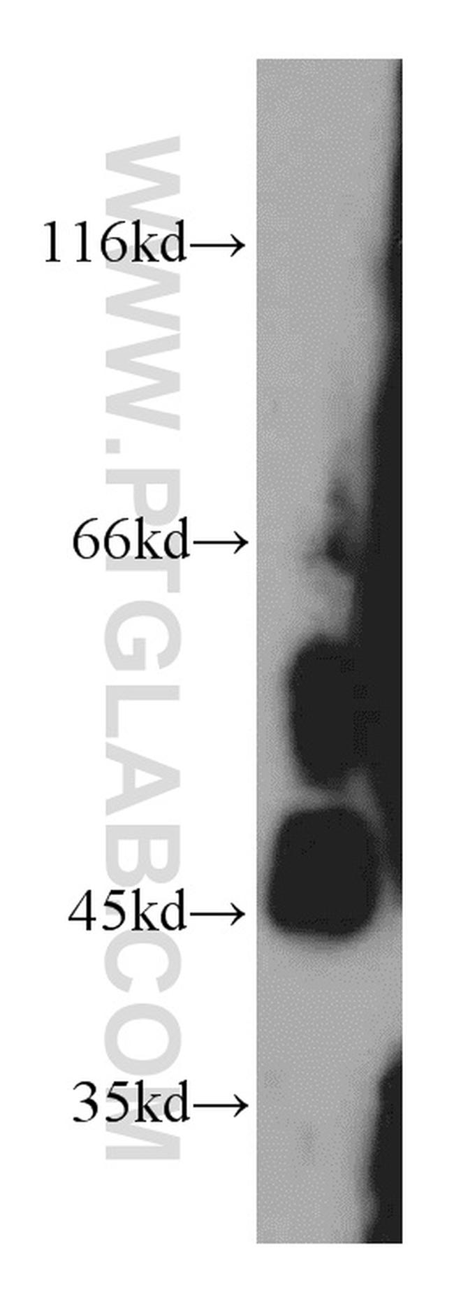 DPF2 Antibody in Western Blot (WB)