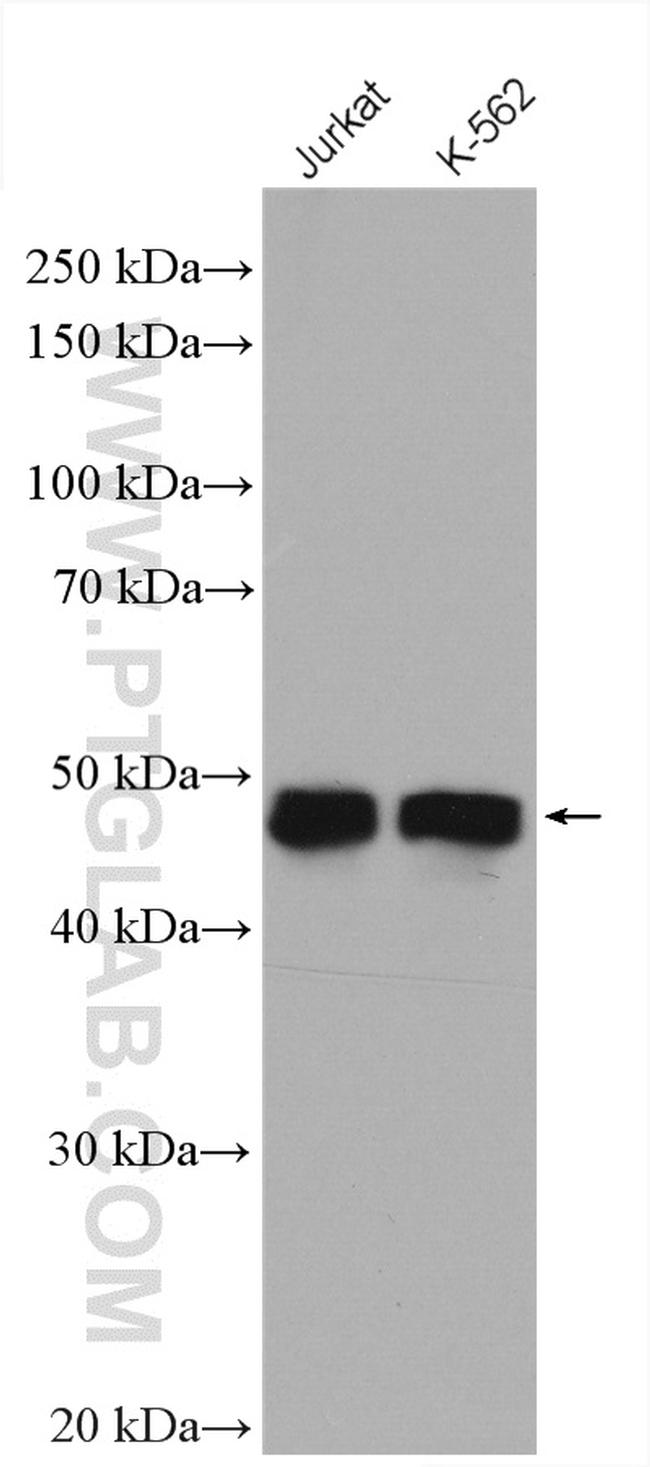 DPF2 Antibody in Western Blot (WB)