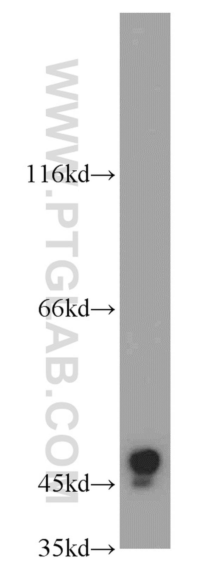 DPF2 Antibody in Western Blot (WB)