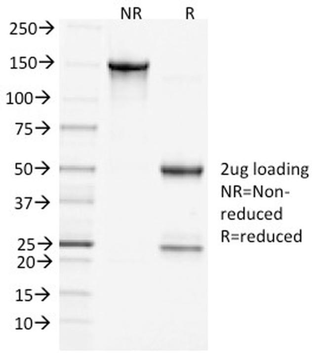 Clathrin, Heavy Chain Antibody in SDS-PAGE (SDS-PAGE)