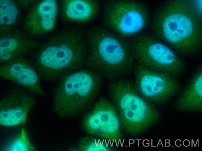 TIA1 Antibody in Immunocytochemistry (ICC/IF)