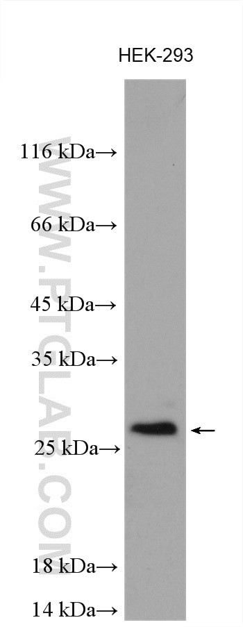 OIP5 Antibody in Western Blot (WB)