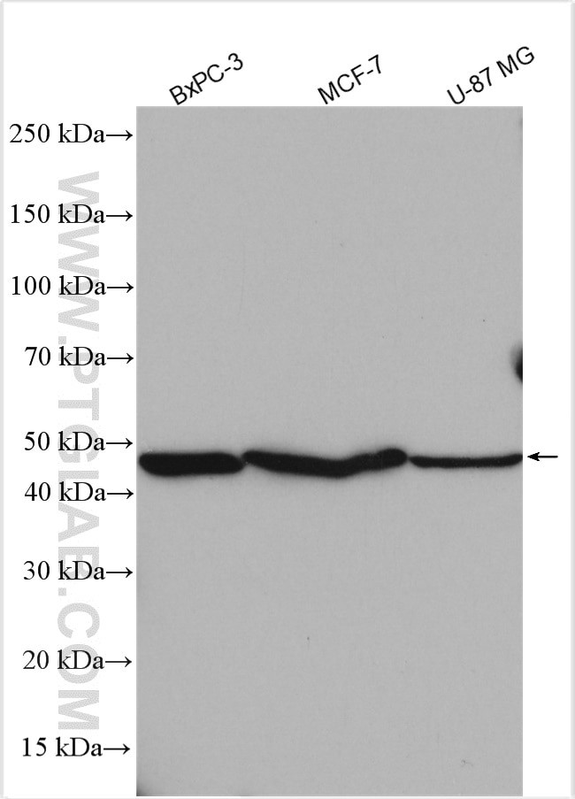 TCN2 Antibody in Western Blot (WB)