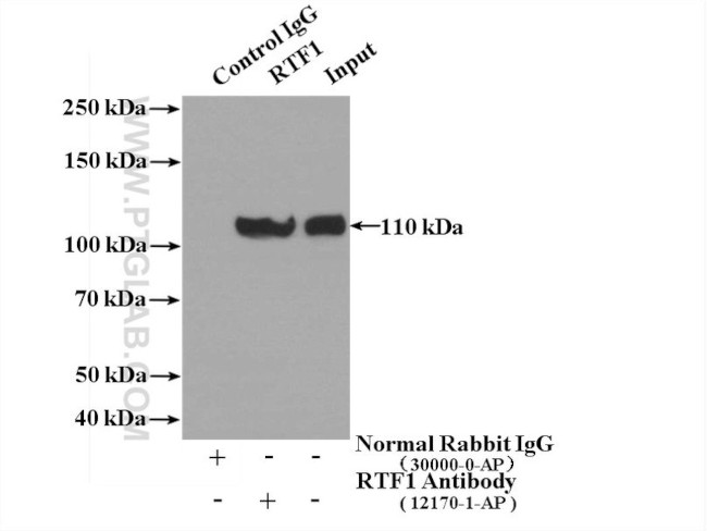 RTF1 Antibody in Immunoprecipitation (IP)