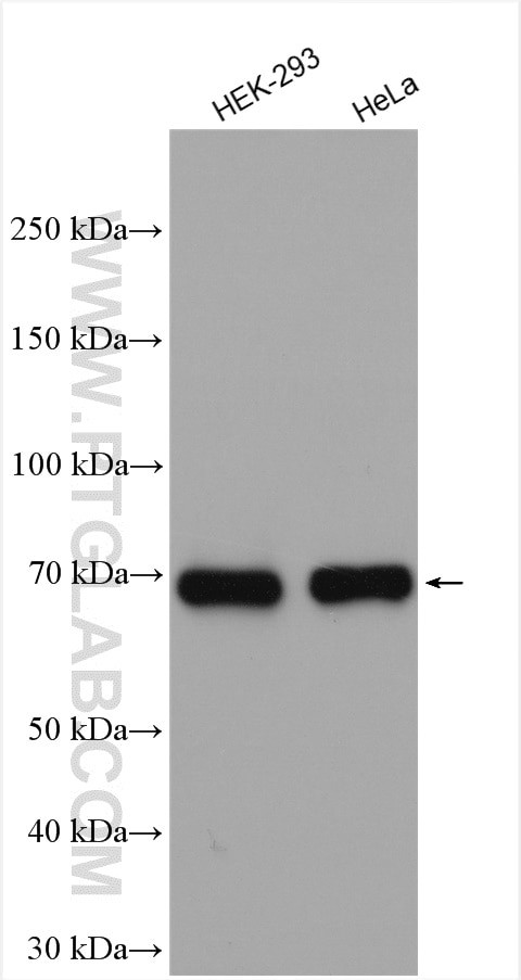 FKBP65 Antibody in Western Blot (WB)