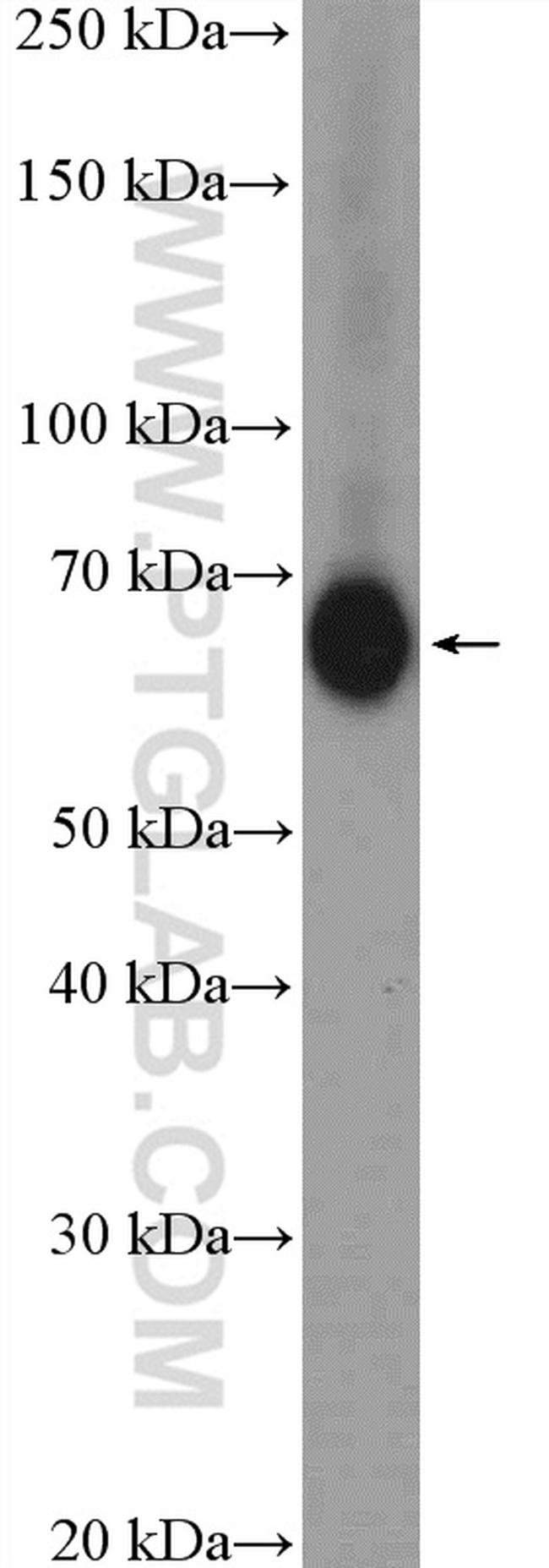 FKBP65 Antibody in Western Blot (WB)