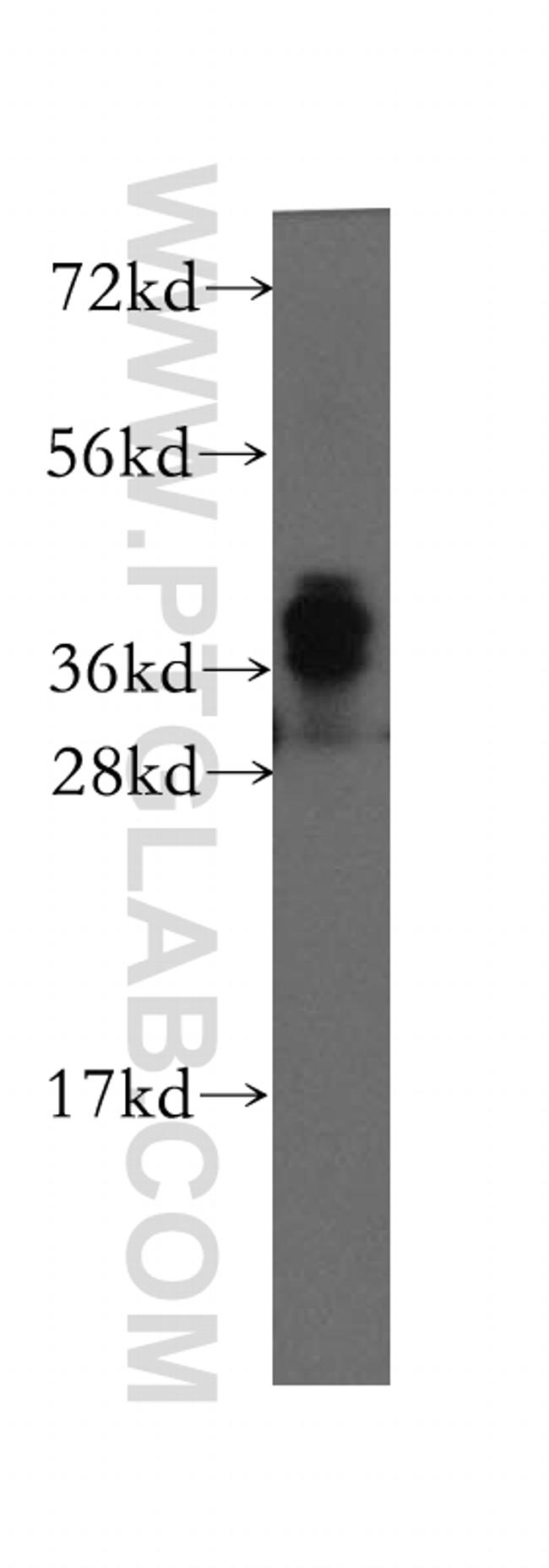 NDRG4 Antibody in Western Blot (WB)