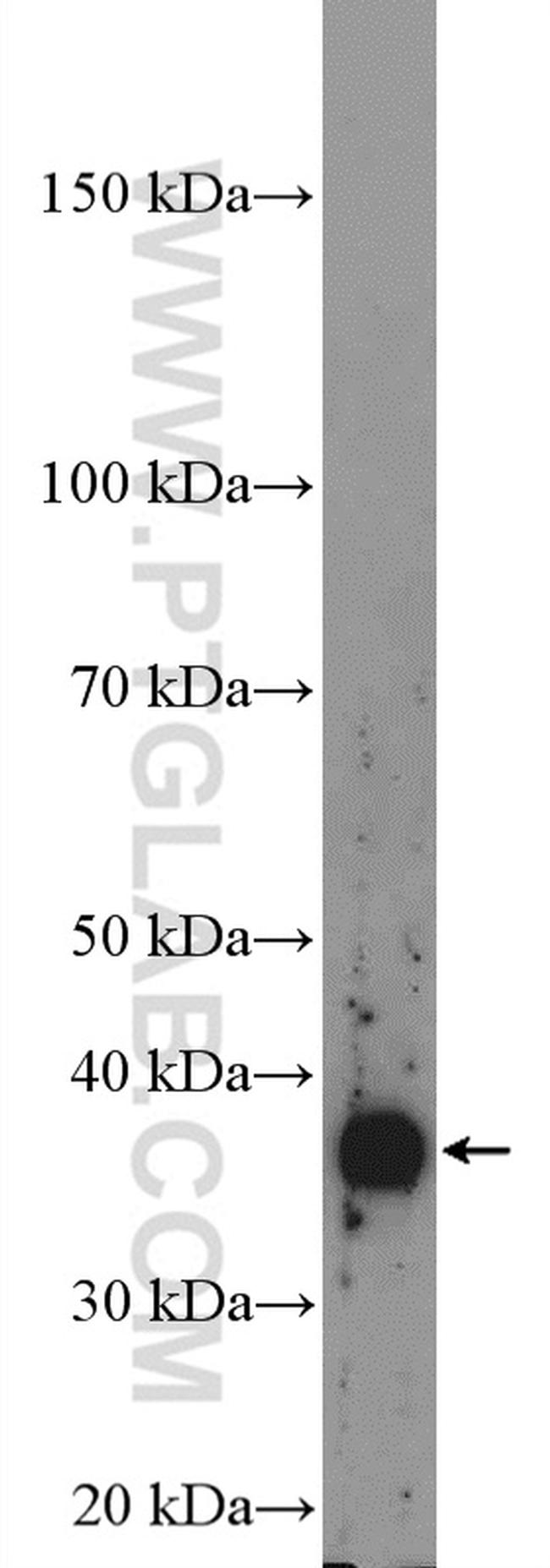 NDRG4 Antibody in Western Blot (WB)