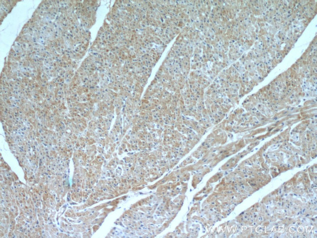 Fibulin 5 Antibody in Immunohistochemistry (Paraffin) (IHC (P))