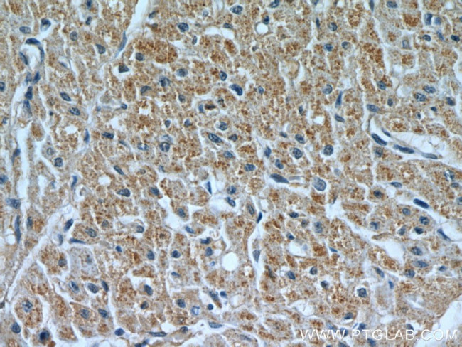 Fibulin 5 Antibody in Immunohistochemistry (Paraffin) (IHC (P))