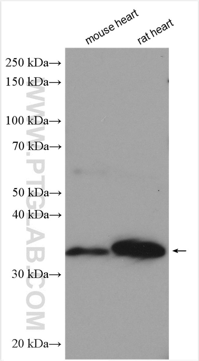 SFRP2 Antibody in Western Blot (WB)