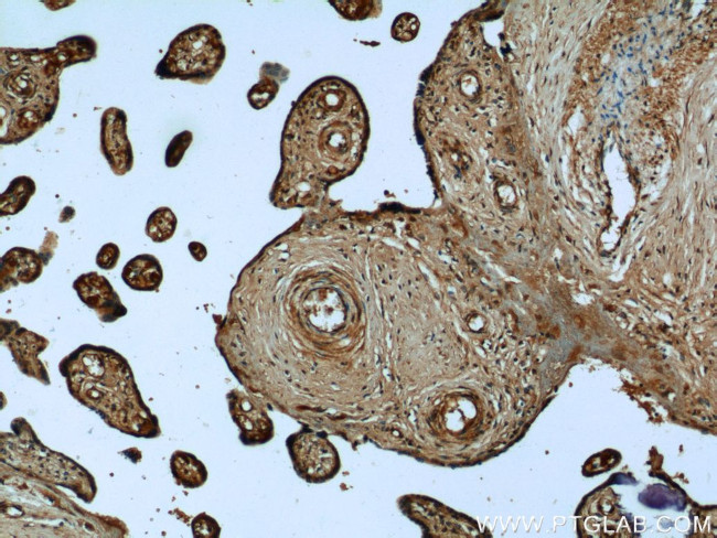 UCN2 Antibody in Immunohistochemistry (Paraffin) (IHC (P))