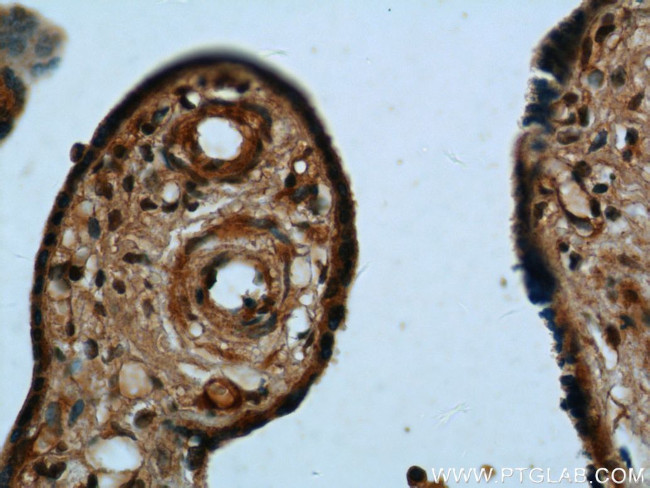 UCN2 Antibody in Immunohistochemistry (Paraffin) (IHC (P))