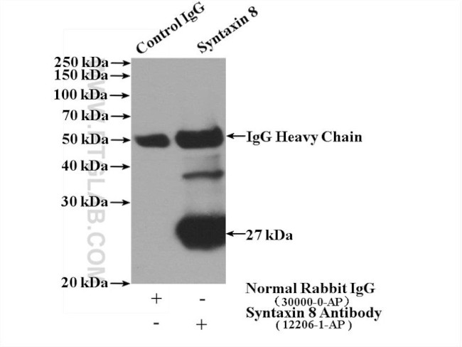 Syntaxin 8 Antibody in Immunoprecipitation (IP)