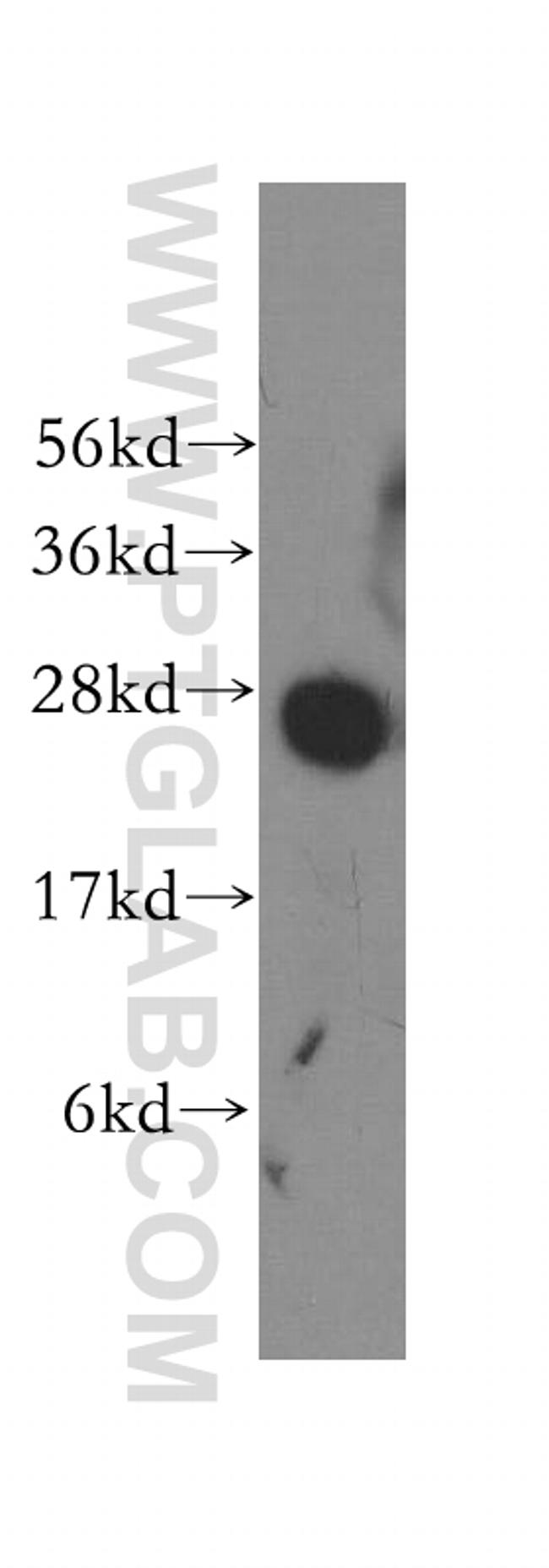 Syntaxin 8 Antibody in Western Blot (WB)