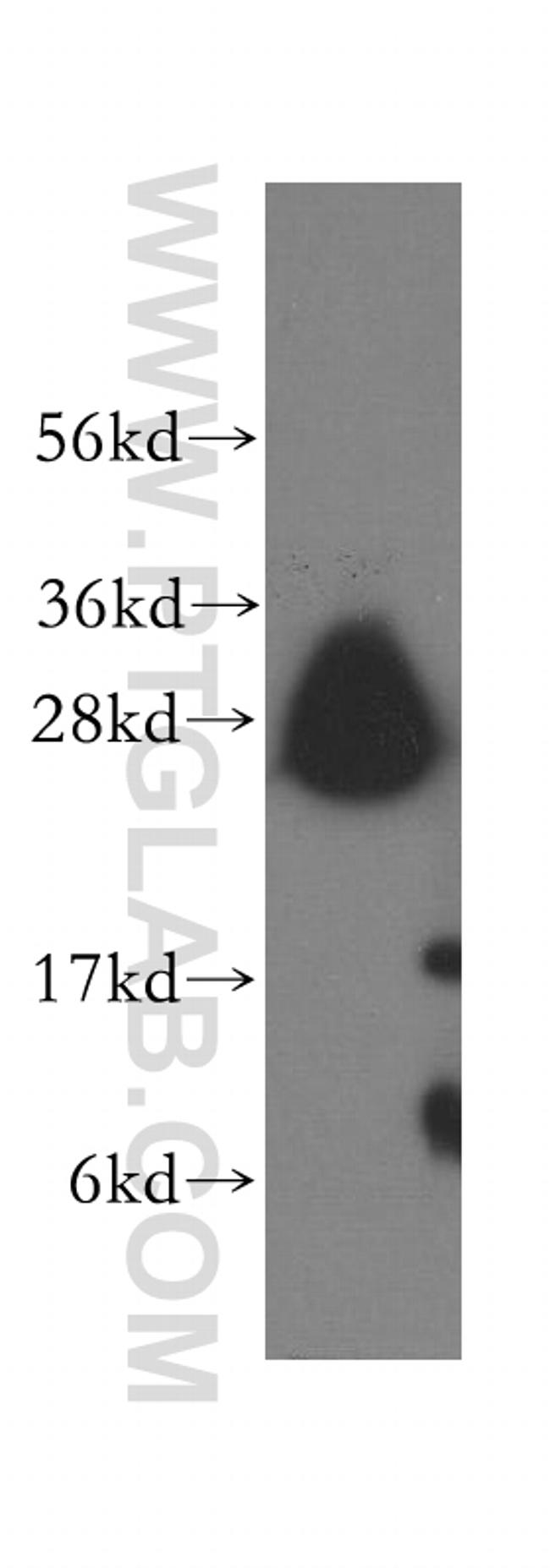 Syntaxin 8 Antibody in Western Blot (WB)