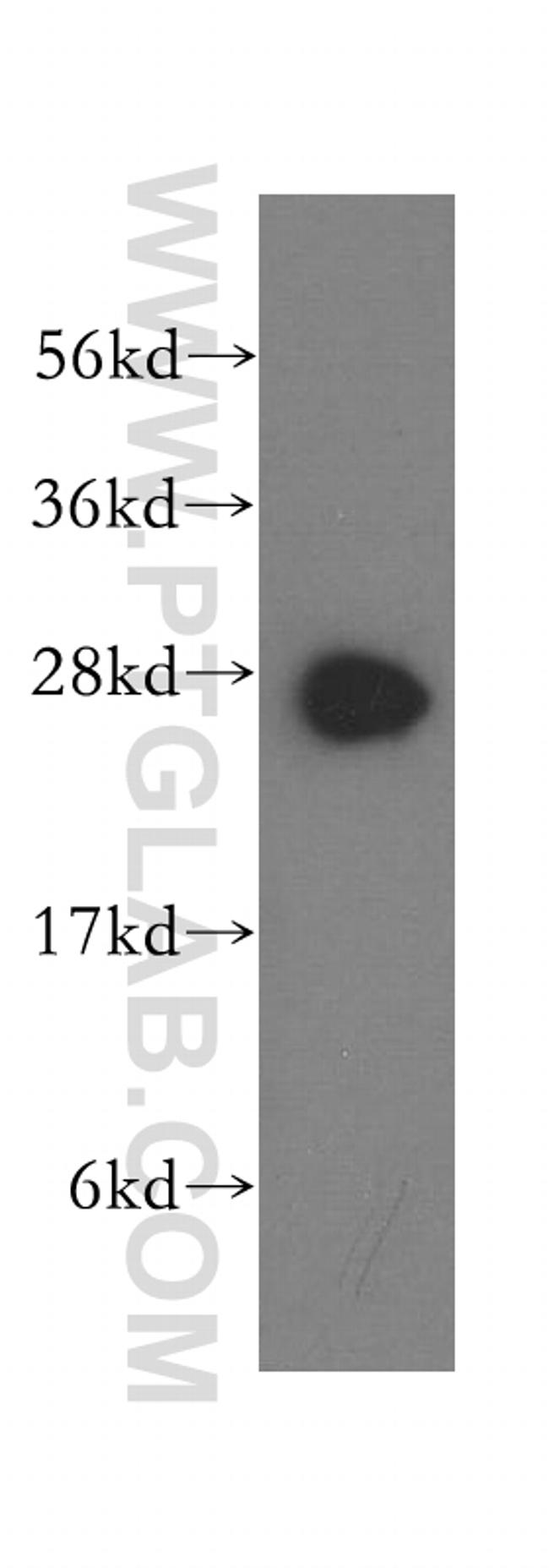 Syntaxin 8 Antibody in Western Blot (WB)