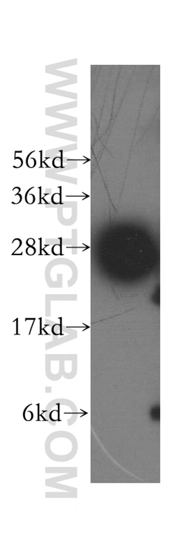 Syntaxin 8 Antibody in Western Blot (WB)