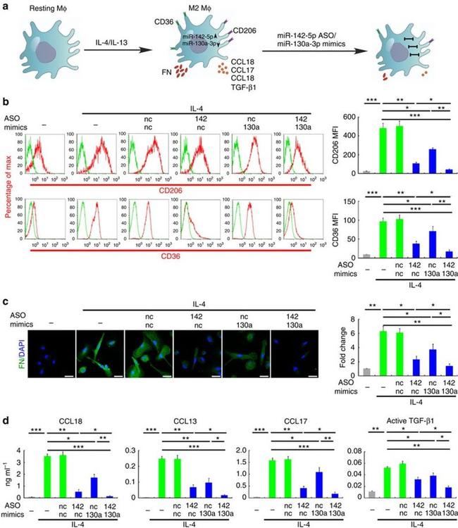 CD206 (MMR) Antibody in Flow Cytometry (Flow)