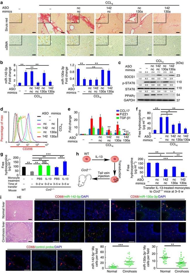 CD206 (MMR) Antibody in Flow Cytometry (Flow)