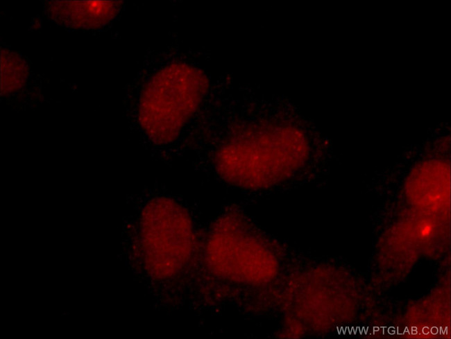 CREB1 Antibody in Immunocytochemistry (ICC/IF)