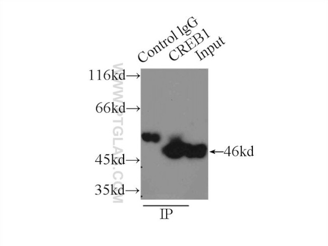 CREB1 Antibody in Immunoprecipitation (IP)