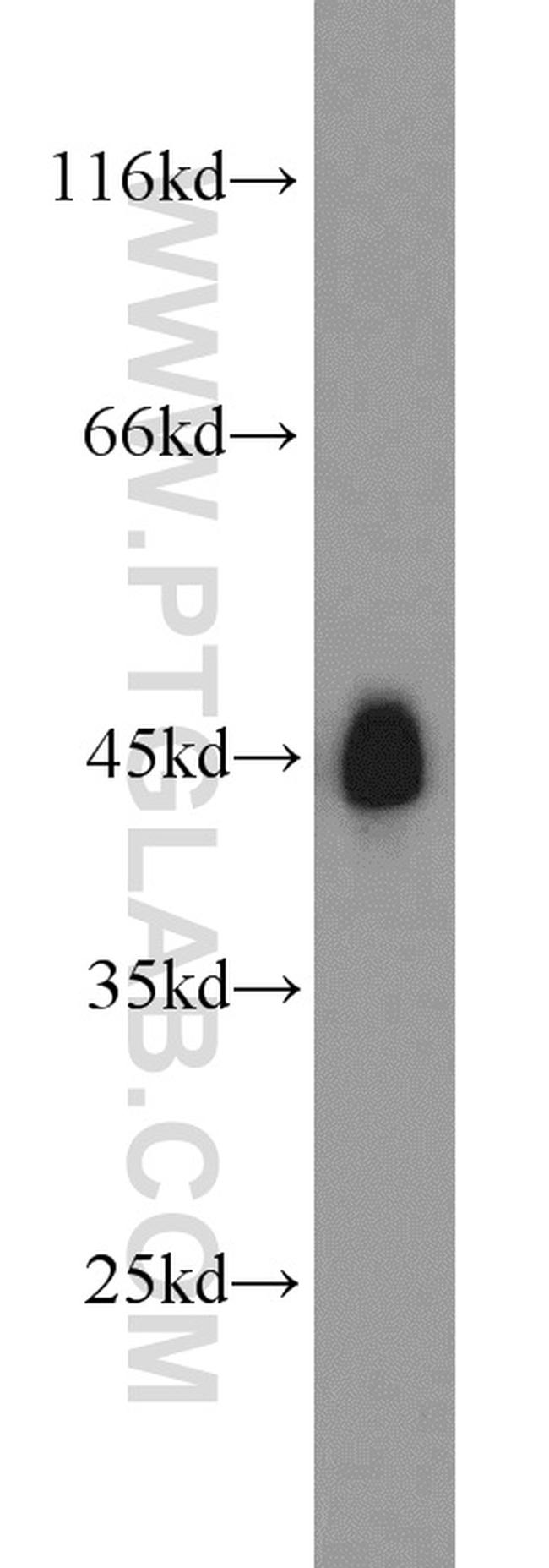 CREB1 Antibody in Western Blot (WB)