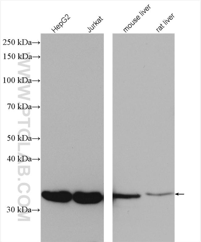 CPOX Antibody in Western Blot (WB)