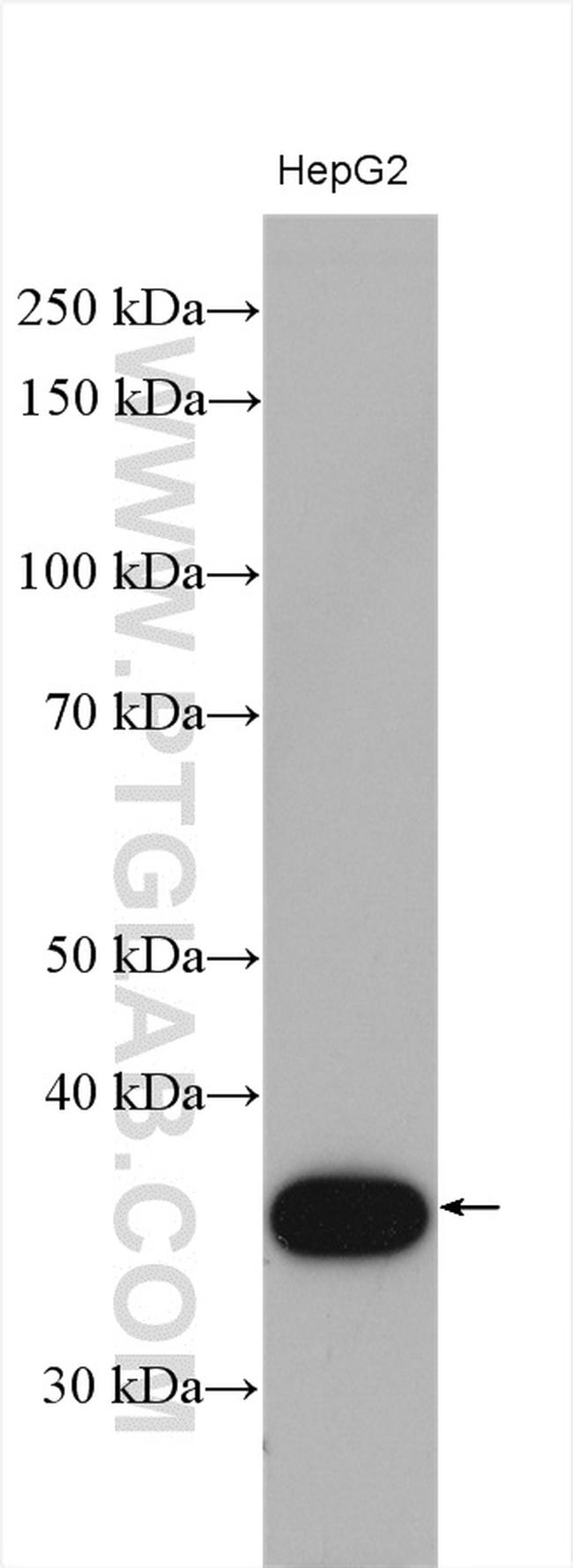 CPOX Antibody in Western Blot (WB)