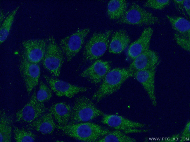 SSBP1 Antibody in Immunocytochemistry (ICC/IF)